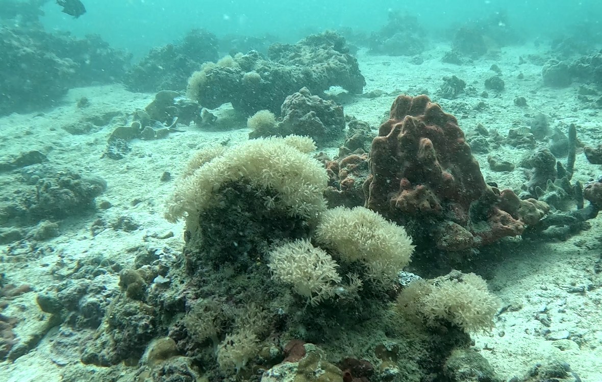 Coral health assessment
