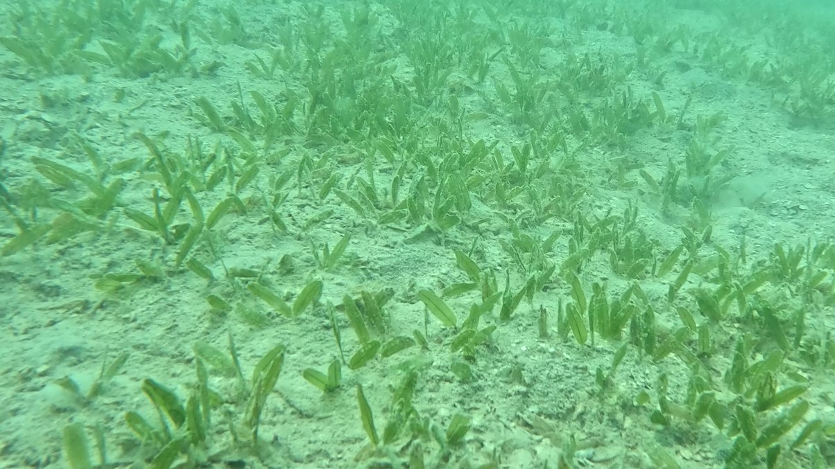Seagrass assessment